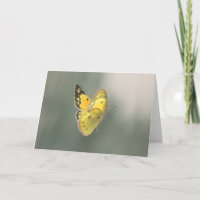 Spiritual Transition Butterfly Sympathy