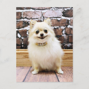 Spitz - Abby Vanity Collar Postkarte