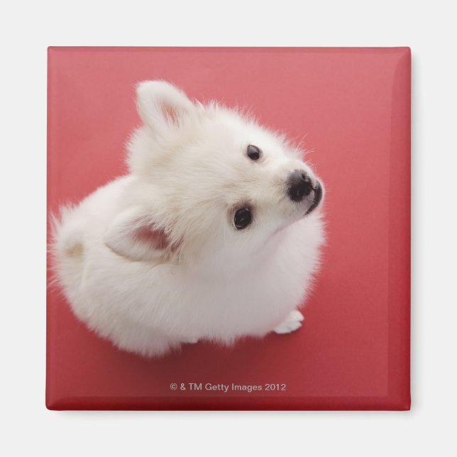 Spitz auf dem roten Teppich Magnet (Vorne)