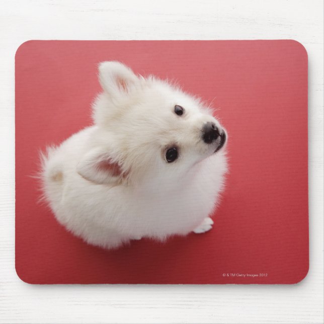 Spitz auf dem roten Teppich Mousepad (Vorne)