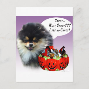 Spitz (blktan) Halloween Candy Postkarte
