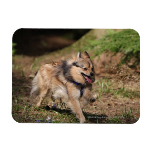 Spitz, der an mit Geschirr läuft Magnet