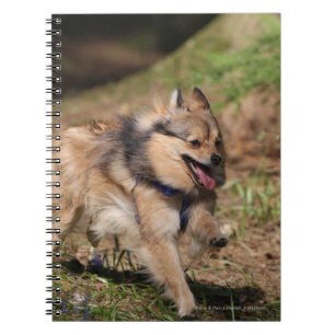 Spitz, der an mit Geschirr läuft Notizblock
