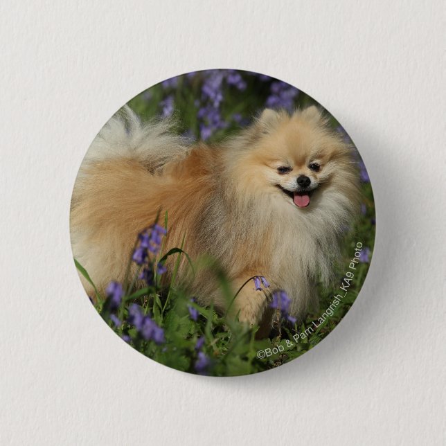 Spitz, der Kamera in den Bluebells betrachtet Button (Vorderseite)
