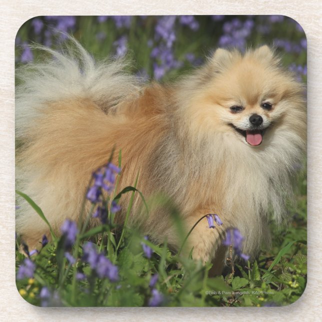 Spitz, der Kamera in den Bluebells betrachtet Getränkeuntersetzer (Vorderseite)