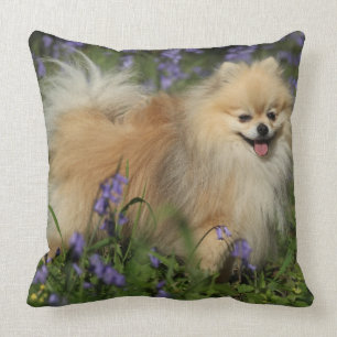 Spitz, der Kamera in den Bluebells betrachtet Kissen