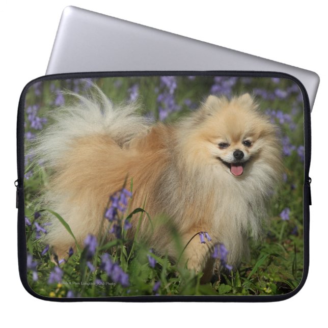 Spitz, der Kamera in den Bluebells betrachtet Laptopschutzhülle (Vorderseite)