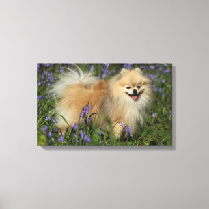 Spitz, der Kamera in den Bluebells betrachtet Leinwanddruck