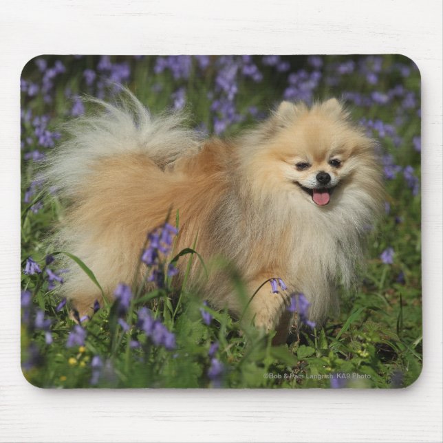 Spitz, der Kamera in den Bluebells betrachtet Mousepad (Vorne)
