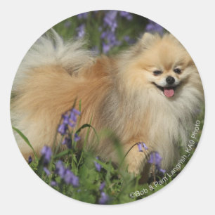 Spitz, der Kamera in den Bluebells betrachtet Runder Aufkleber