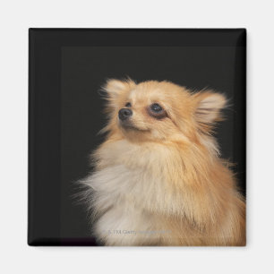 Spitz, der oben auf Schwarzem schaut Magnet