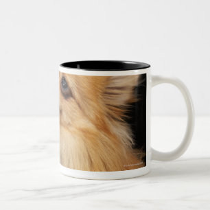 Spitz, der oben auf Schwarzem schaut Zweifarbige Tasse