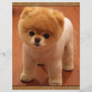 Spitz Dog Haustier Welpe Kleines Adortable Baby