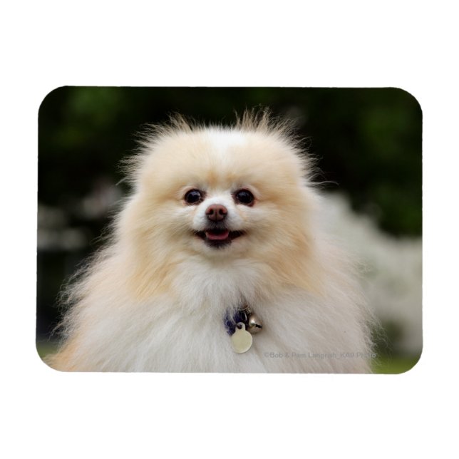 Spitz Headshot 1 Magnet (Horizontal)