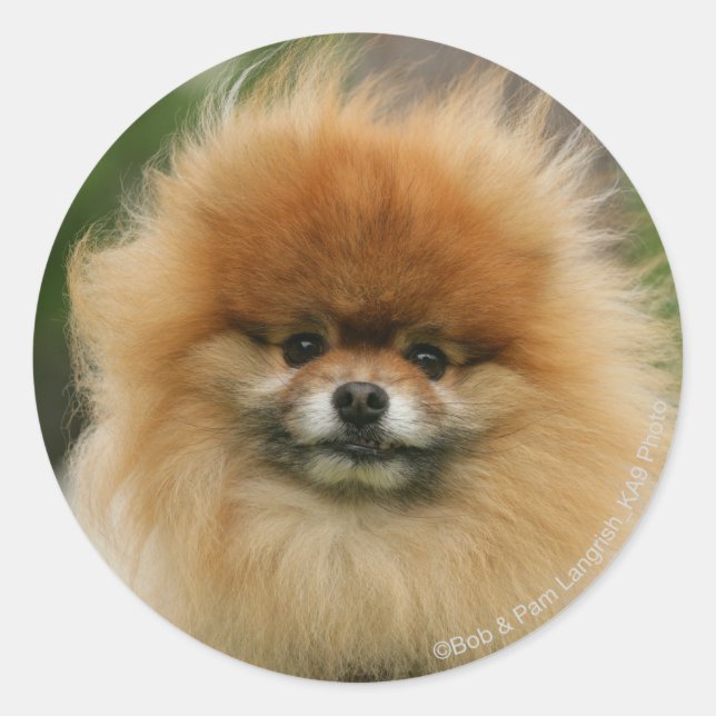 Spitz-Headshot - Kamera Runder Aufkleber (Vorderseite)