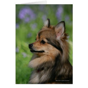 Spitz-Headshot-Sitzung