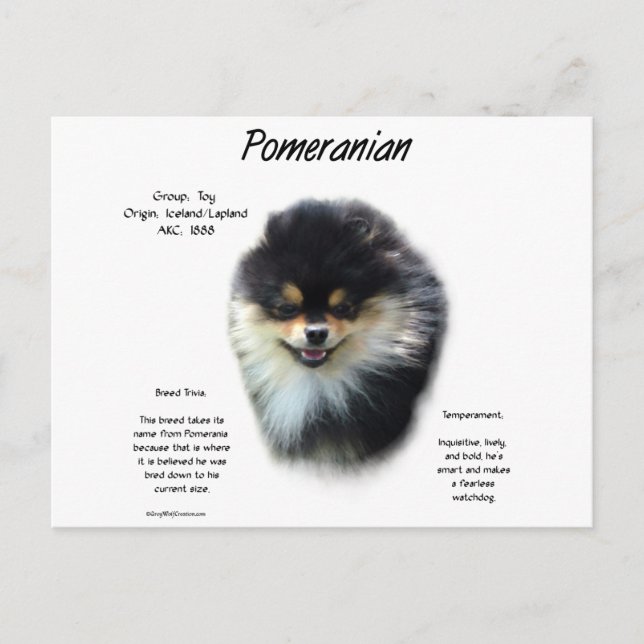 Spitz History Design Postkarte (Vorderseite)