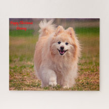 Spitz Hund.