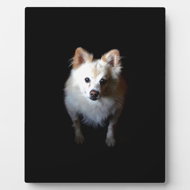 Spitz Hund in Dunkelheit Fotoplatte (Vorderseite)