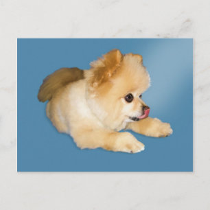 Spitz Hund Postkarte