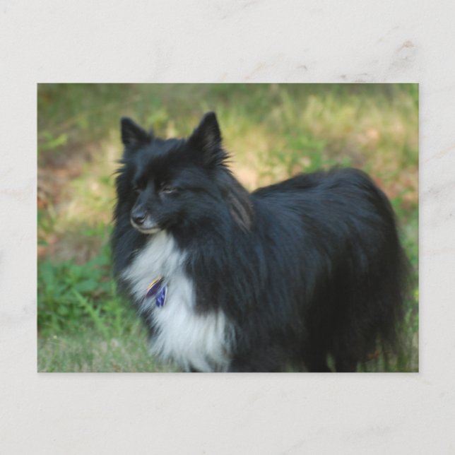 Spitz Hund Postkarte (Vorderseite)