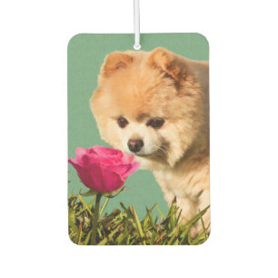 Spitz Hund und Rose Autolufterfrischer