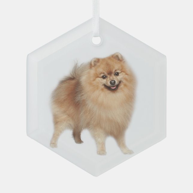 Spitz Hunde Tiergläser Ornament Aus Glas (Vorderseite)