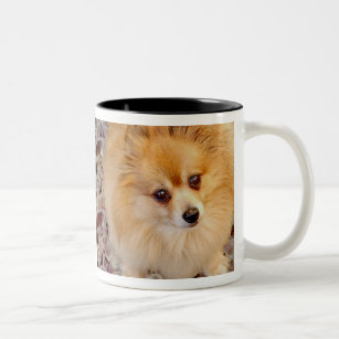 Spitz-Hundekaffee-Tasse Zweifarbige Tasse