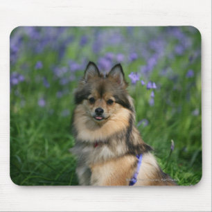 Spitz im Gras Mousepad
