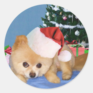 Spitz im Weihnachtsmannmütze-Aufkleber Runder Aufkleber