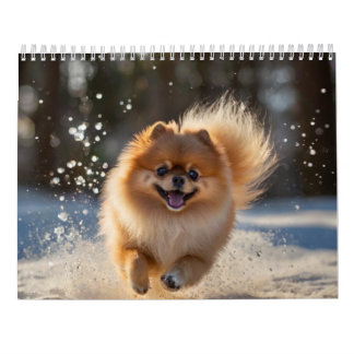 Spitz-Kalender 2025 Kalender