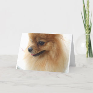 Spitz Lover Karte