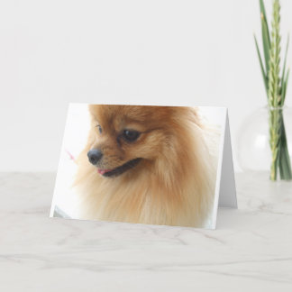 Spitz Lover Karte