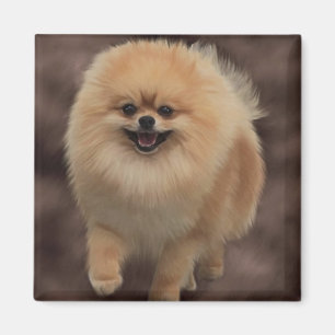Spitz Magnet