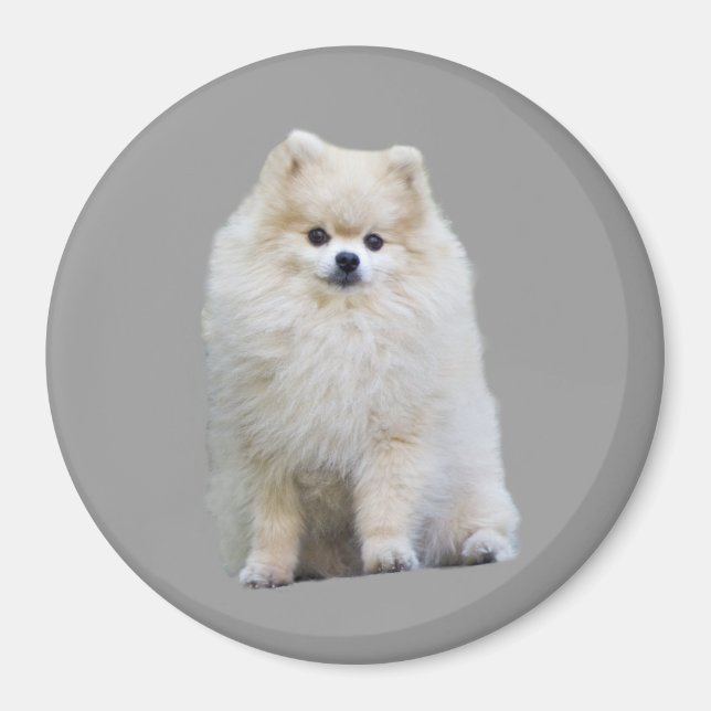 Spitz Magnet (Vorne)