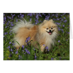 Spitz mit Blick auf die Kamera in den Bluebells