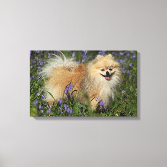 Spitz mit Blick auf die Kamera in den Bluebells Leinwanddruck (Vorderseite)