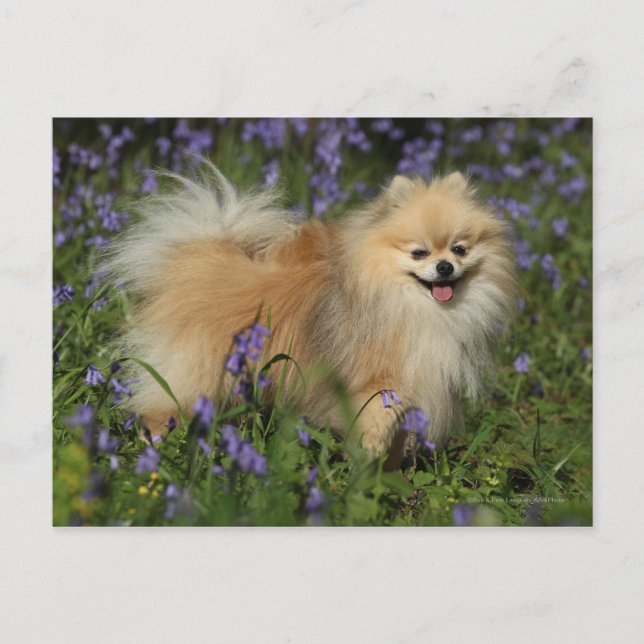 Spitz mit Blick auf die Kamera in den Bluebells Postkarte (Vorderseite)