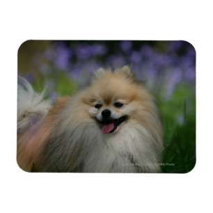 Spitz Panting Magnet