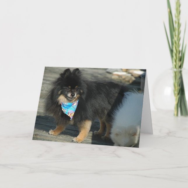 Spitz Party Attraktion ~ Geburtstagskarte Karte (Vorderseite)