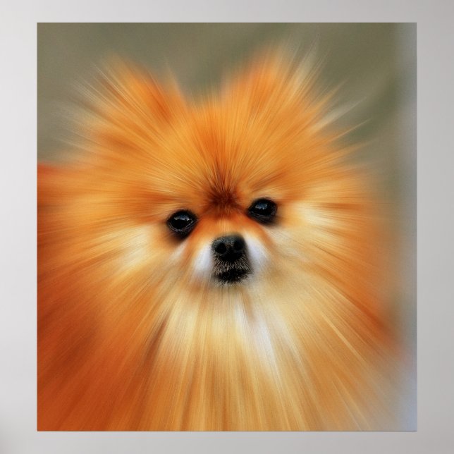 Spitz Poster (Vorne)