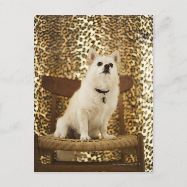 Spitz Postkarte (Vorderseite)