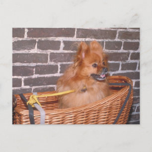 Spitz Postkarte
