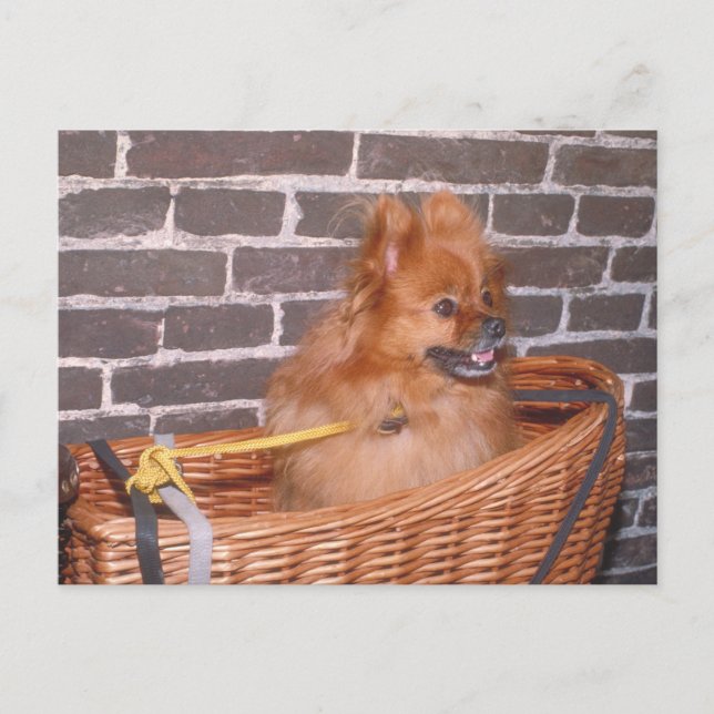 Spitz Postkarte (Vorderseite)