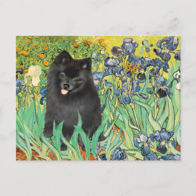 Spitz (schwarz) - Ire Postkarte (Vorderseite)