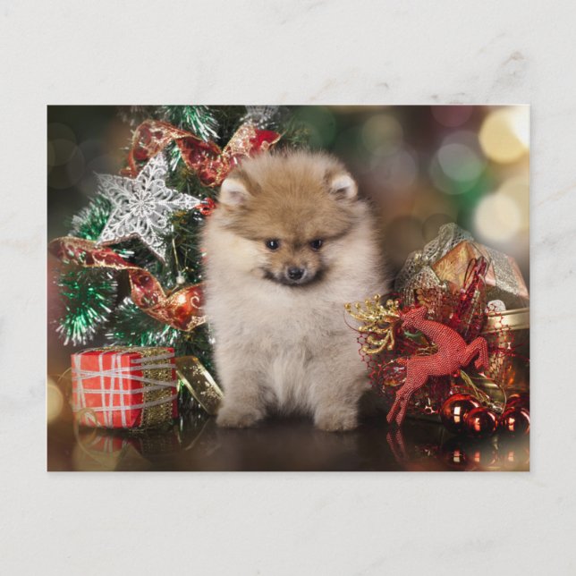 Spitz Spitz, Weihnachtswelpen Feiertagspostkarte (Vorderseite)