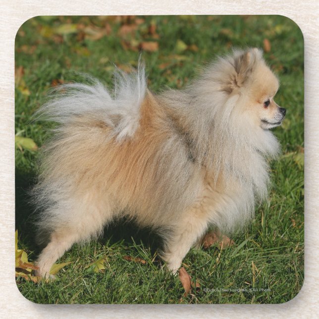 Spitz stehend getränkeuntersetzer (Vorderseite)