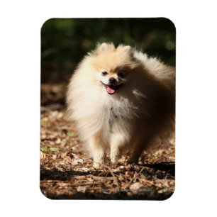 Spitz Trotting in den gefallenen Blätter Magnet