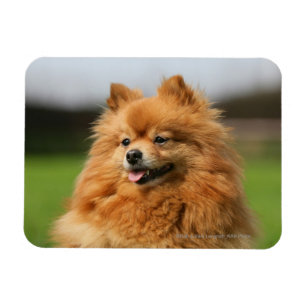 Spitz Watching Magnet