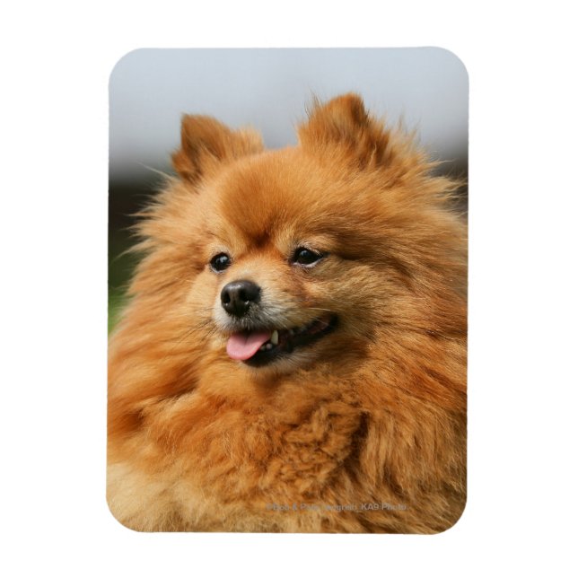 Spitz Watching Magnet (Vertikal)